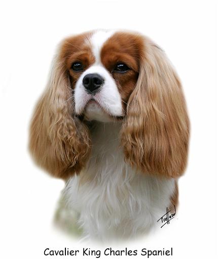 Cavalier King Charles Spaniel 9Y335D-094.jpg